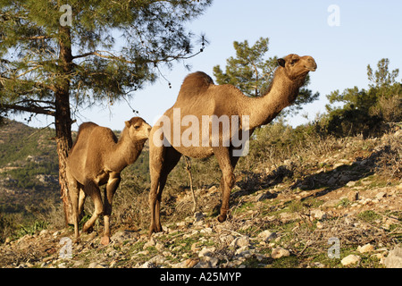 Un dromadaire, chameau (Camelus dromedarius), deux animaux dans la forêt de pins de la chaîne côtière, la Turquie, Aegaeis Banque D'Images