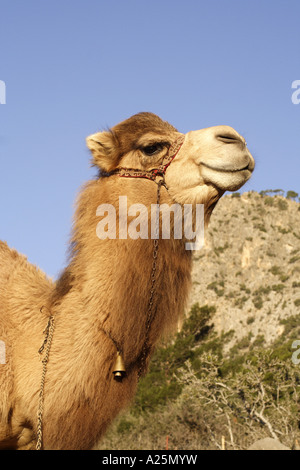 Un dromadaire, chameau (Camelus dromedarius), étalon unique, la Turquie, l'Aegaeis Banque D'Images