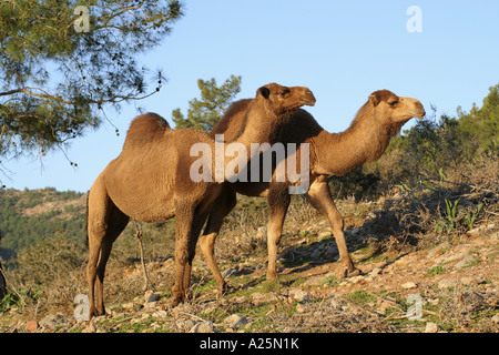 Un dromadaire, chameau (Camelus dromedarius), deux animaux dans les montagnes, la Turquie, l'Aegaeis Banque D'Images