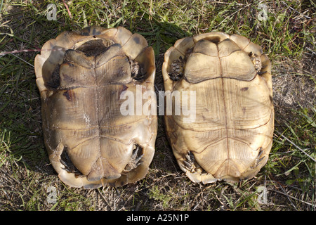 Spur-thighed tortoise, épi-thighed méditerranéen commun, tortue tortue tortue grecque (Testudo graeca), face inférieure d'un ma Banque D'Images