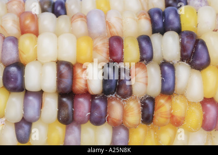 Le maïs d'ornement, le maïs, le maïs (Zea mays), avec des grains de couleur Banque D'Images