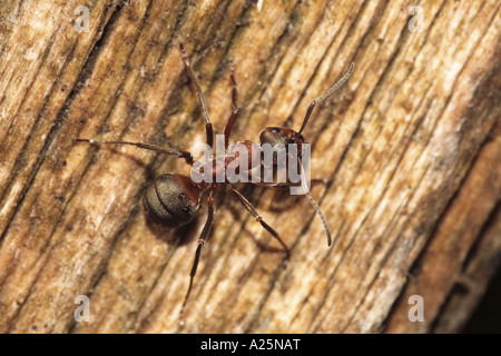 Fourmi (Formica rufa), sur le bois mort, l'Allemagne, la Bavière Banque D'Images