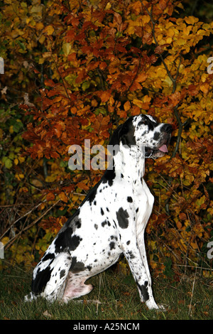 Grand Danois (Canis lupus f. familiaris), portrait en face de feuillage de l'automne, Allemagne Banque D'Images