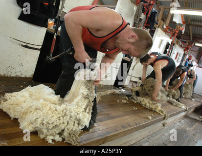 Mémorial de la guerre des îles Falkland animal mouton laine anniversaire roisting tonte tondeuses lame couper la peau roister pen Banque D'Images