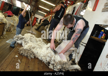 Îles Falkland war memorial anniversaire roisting la tonte des moutons la peau animale coupe coupe-lame pen roister toison de laine Banque D'Images