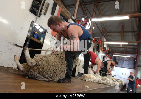 Îles Falkland war memorial anniversaire roisting la tonte des moutons la peau animale coupe coupe-lame stylo roister laine Banque D'Images