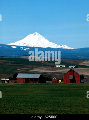 L'Est de l'Oregon ranch blé vêtu de vert printemps sous le sommet enneigé du Mont Hood la plus haute montagne de l'Oregon Banque D'Images