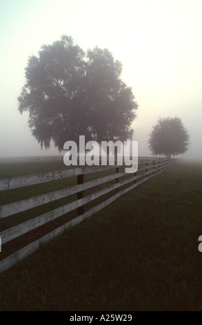 Des fermes de près de Ocala en Floride dans le brouillard du matin Banque D'Images