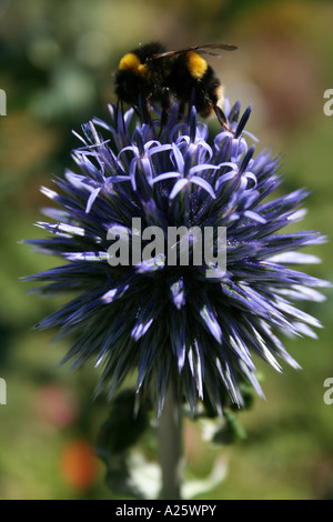 Chardon Bleu Echinops ritro globe ( ) avec Bee Banque D'Images