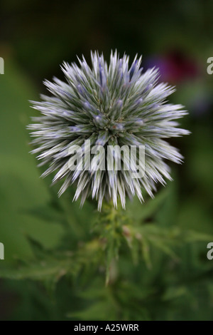 Chardon Bleu Echinops ritro globe ( ) Banque D'Images