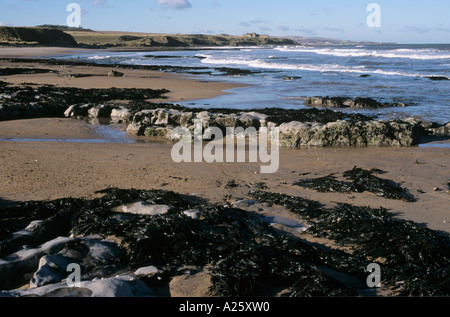 COCKLAWBURN BEACH et vue vers Berwick en hiver. Berwick-upon- Northumberland England UK Banque D'Images