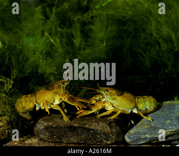 La langouste BLANCHE GRIFFÉ ASTICUS PALLIPES PAIRE COMBATTRE POUR TERRITOIRE Banque D'Images