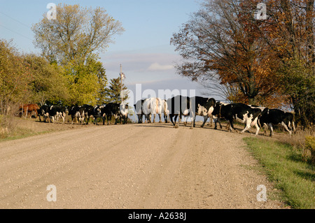 La productrice laitière promenades vache pour traverser la route qu'ils sont prêts pour la traite Banque D'Images