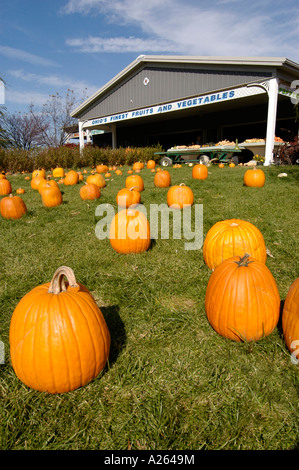 Automne Automne principalement pour l'utilisation d'affichage de citrouille Halloween art Banque D'Images