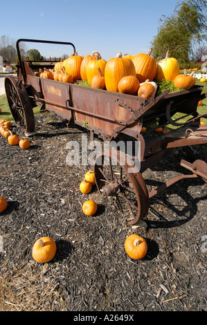 Automne Automne principalement pour l'utilisation d'affichage de citrouille Halloween art Banque D'Images