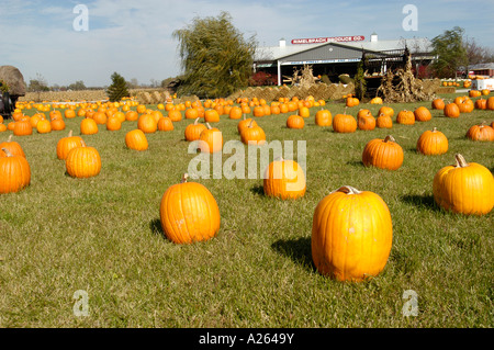 Automne Automne principalement pour l'utilisation d'affichage de citrouille Halloween art Banque D'Images