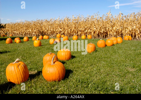 Automne Automne principalement pour l'utilisation d'affichage de citrouille Halloween art Banque D'Images