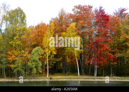 Couleurs d'automne dans le sud-est du Michigan, près de Detroit MI Banque D'Images