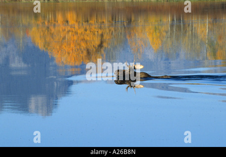 Moose Alces alces piscine de l'autre côté de la rivière Snake à Oxbow Bend dans le Parc National de Grand Teton USA Amérique du Nord Banque D'Images