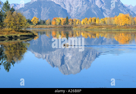 Moose Alces alces piscine de l'autre côté de la rivière Snake à Oxbow Bend dans le Parc National de Grand Teton USA Amérique du Nord Banque D'Images