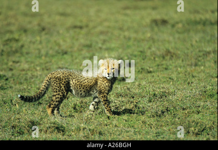 Cheetah Acinonyx jubatus chaton cub marche dans le Serengeti et regardant la caméra dans l'Afrique de l'Est du Serengeti Banque D'Images