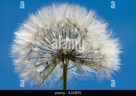 Jack aller au lit à midi Tragopogon pratensis graine entière tête contre fond de ciel bleu Provence France Banque D'Images