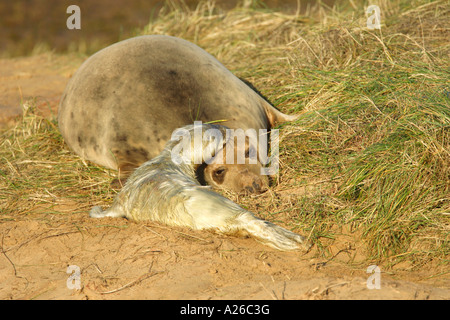 Phoque gris Halichoerus grypus pup couchée sur le sable sur la côte avec sa tête reposant sur sa tête les mères au Donna Nook Banque D'Images