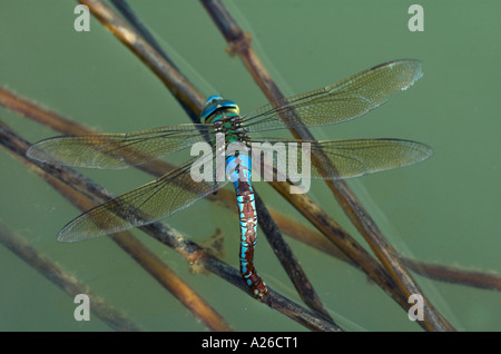 L'Empereur libellule Anax imperator femelle pondre sur reed dans l'eau de bassin Provence France Banque D'Images
