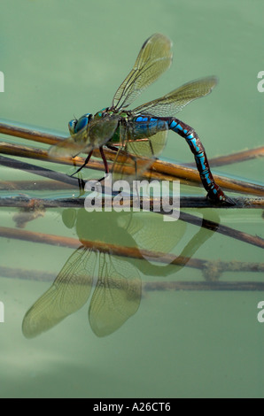 L'Empereur libellule Anax imperator femelle pondre sur reed dans l'eau de bassin Provence France Banque D'Images