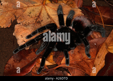 Tarantula Spider Black Velvet croupion rouge Brachypelma vagans Belize Banque D'Images