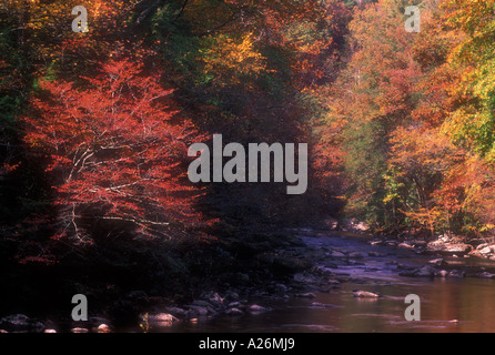 L'automne le long de la Petite rivière de cornouiller Great Smoky Mountains National Park , New York Banque D'Images