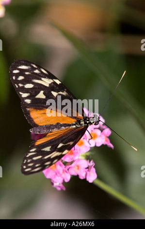 (Heliconius hecale Golden helicon) papillon Tropical originaire de l'Amérique centrale. Jardin des Papillons de Victoria Victoria (Colombie-Britannique) Banque D'Images