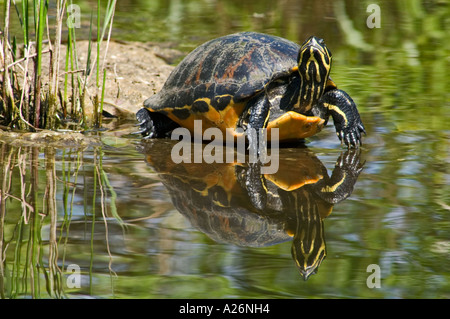 Tortue de Floride à ventre rouge (Pseudemys nelsoni) au soleil sur la roche submergée dans Taylor Slough. Everglades NP FL Banque D'Images