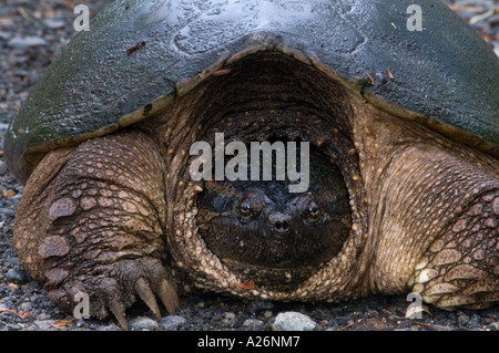 La tortue serpentine (Chelydra serpentina) femmes dans les graviers en ponte. Banque D'Images