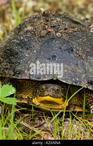 Tortue mouchetée (Emydoidea blandingi) Printemps des spécimen. Les pontes de la migration. Killarney, Ontario, Canada Banque D'Images