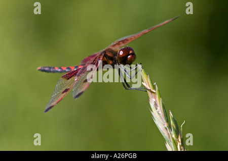 Fanion Calico dragonfly (Celithimus elisa) reposant sur l'herbe tête. Le comportement de chasse. Banque D'Images