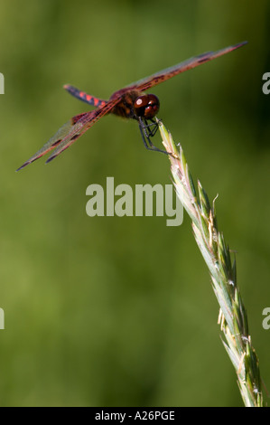 Fanion Calico dragonfly (Celithimus elisa) percher sur l'herbe tête. Crean Hill Ontario, Canada Banque D'Images