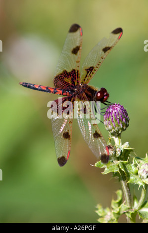 Fanion Calico dragonfly (Celithimus elisa) percher sur l'herbe tête. Crean Hill Ontario, Canada Banque D'Images