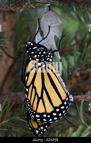 Le monarque (Danaus plexippus) est sorti des profils de gonfler les ailes. L'Ontario, Canada Banque D'Images