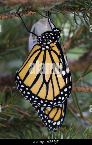 Le monarque (Danaus plexippus) est sorti des profils en attente d'ailes pour durcir. L'Ontario, Canada Banque D'Images