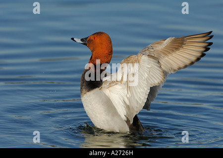 Pochard (Aythya ferina) mâle à applaudir les ailes Banque D'Images