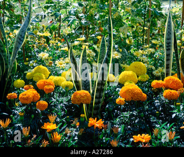 Marigold Border Hampton Court Flower Show London UK Banque D'Images