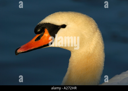 Mute swan (Cygnus olor) portrait en soir ligth Banque D'Images