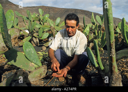 Producteur de teinture de cochenille Dactylopius coccus (poux, Coccus cacti), l'île de Lanzarote, Canary Islands, Spain, Europe Banque D'Images