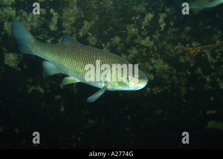 Chub (Leuciscus cephalus européenne) Banque D'Images