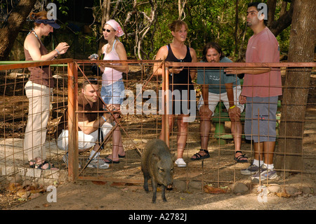 Pecari tajacu pécari à collier, de sauvetage des animaux, centre, province de Guanacaste, Costa Rica, Amérique Centrale Banque D'Images