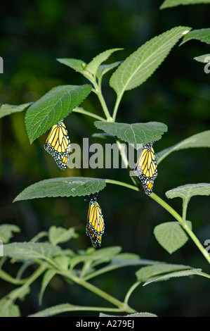 De l'éclosion des monarques (Danaus plexippus), Monkeypark, Province de Guanacaste, Costa Rica Banque D'Images