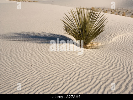 Belles dunes de gypse blanc sculpté du vent dans le sable blanc National Monument avec du savon tree yucca, Nouveau Mexique USA Banque D'Images