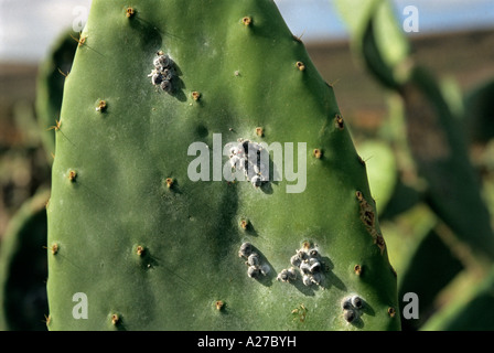 Les poux de la cochenille (Dactylopius teinture, Coccus cacti Coccus), l'île de Lanzarote, Canary Islands, Spain, Europe Banque D'Images