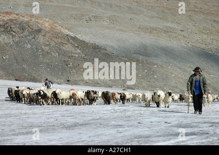 Berger italien dur troupeau de moutons à l'automne à travers Similaun glacier pour Val Senales Alto Adige Italie Tyrolia Banque D'Images